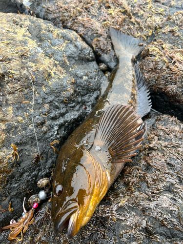 アイナメの釣果