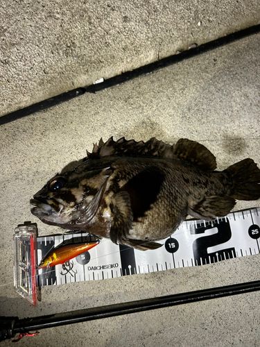 オウゴンムラソイの釣果