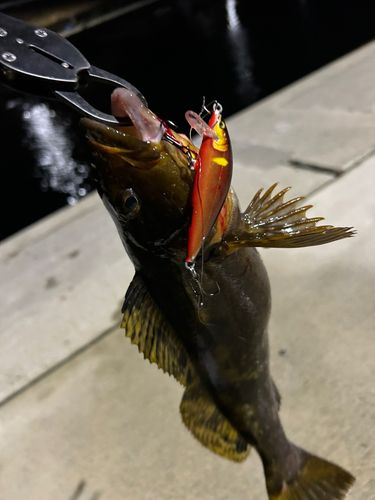 アイナメの釣果