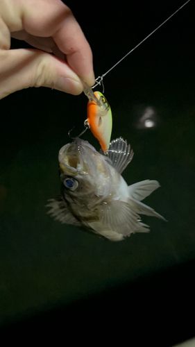 メバルの釣果