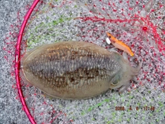 コウイカの釣果