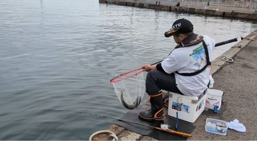 ボラの釣果