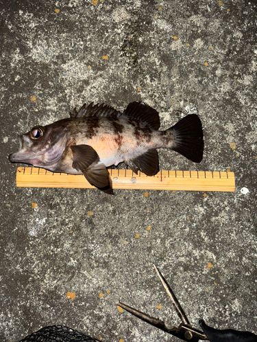 メバルの釣果