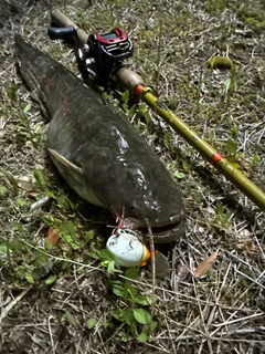 ナマズの釣果