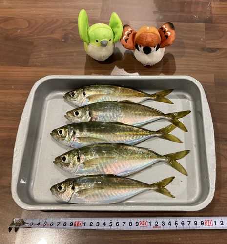 アジの釣果
