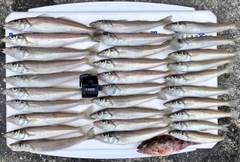 シロギスの釣果
