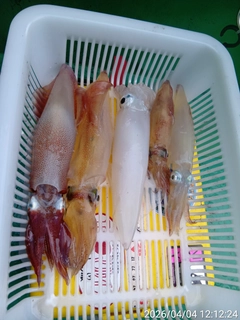 マルイカの釣果