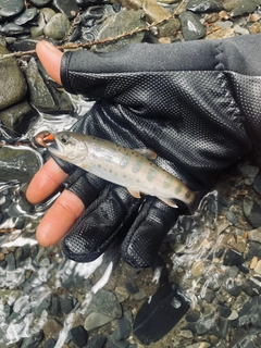 ヤマメの釣果