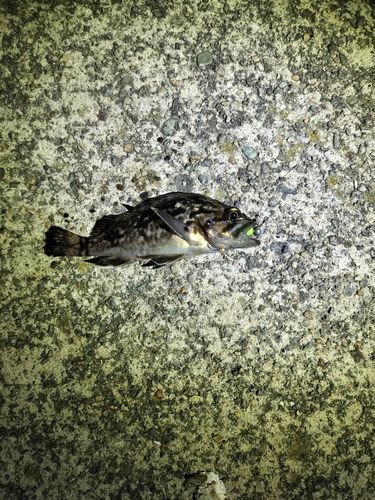 クロソイの釣果