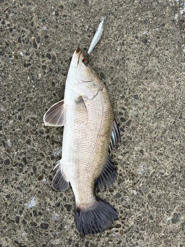 アカメの釣果
