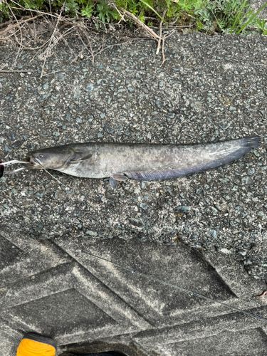 ナマズの釣果