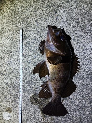 メバルの釣果