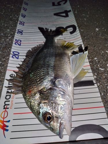 キビレの釣果