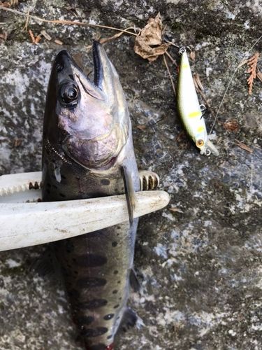多摩川で釣れたヤマメの釣り・釣果情報 - アングラーズ | 釣果600万件