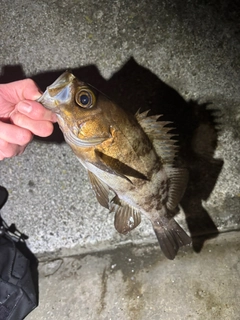 メバルの釣果