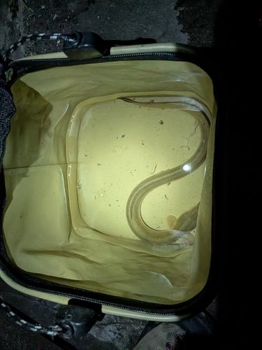 ウナギの釣果