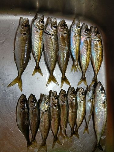 アジの釣果