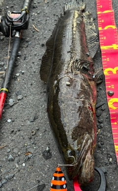 ライギョの釣果