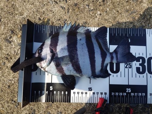 イシダイの釣果