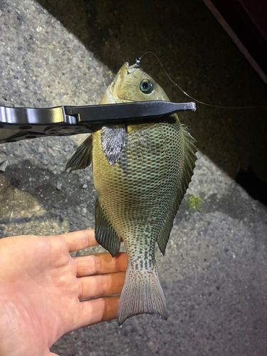 メジナの釣果