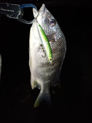 キビレの釣果