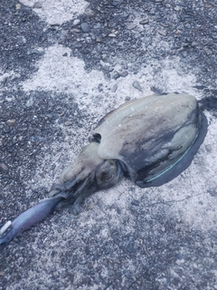モンゴウイカの釣果