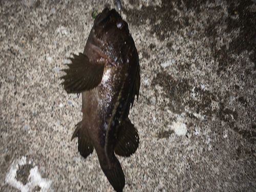 シマソイの釣果