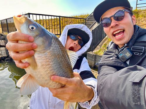 ヘラブナの釣果