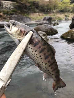ヤマメの釣果
