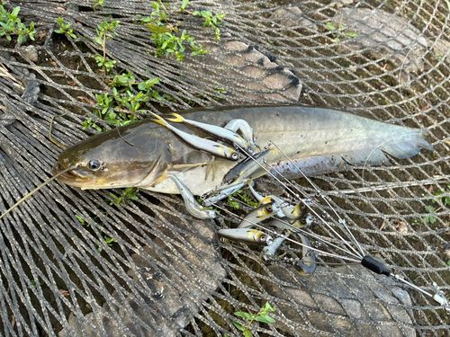 ニホンナマズの釣果