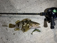 タケノコメバルの釣果