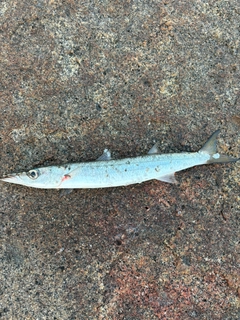 タイワンカマスの釣果