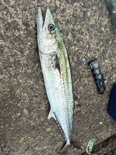 サゴシの釣果