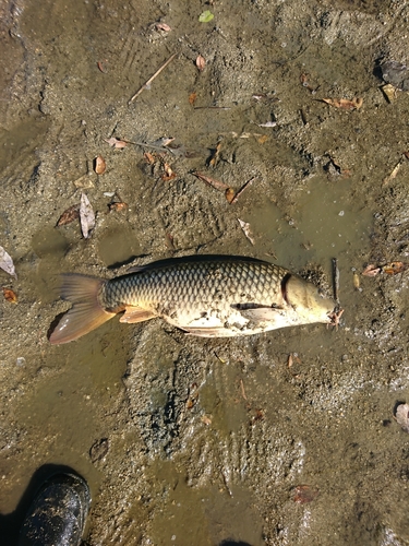 コイの釣果