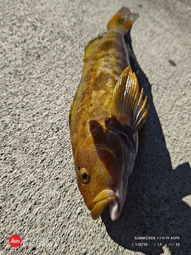 アイナメの釣果