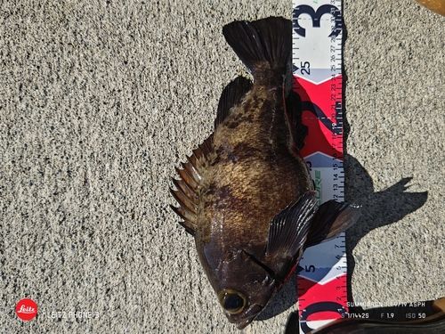 メバルの釣果