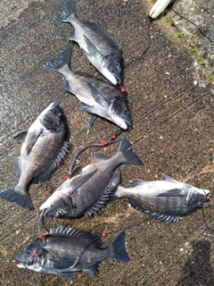 チヌの釣果
