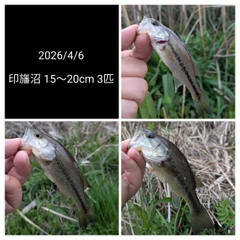 ブラックバスの釣果