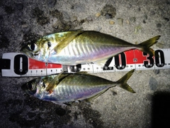 アジの釣果