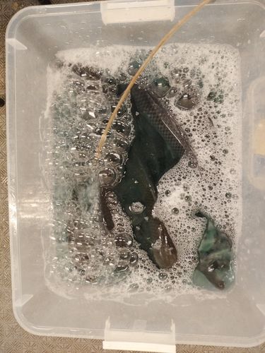 コイの釣果