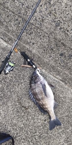 チヌの釣果