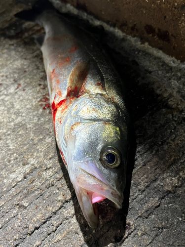 セイゴ（マルスズキ）の釣果