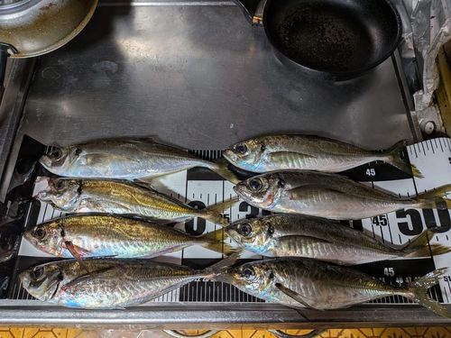 アジの釣果