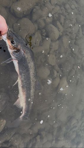 マルタウグイの釣果