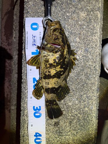 ベッコウゾイの釣果