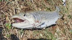 アメマスの釣果