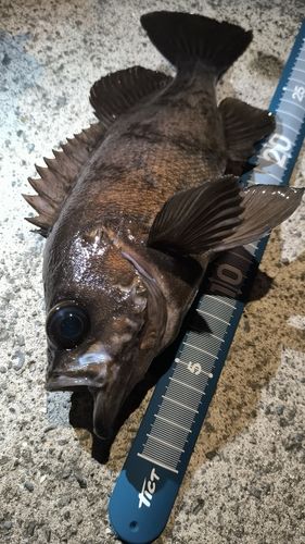 メバルの釣果