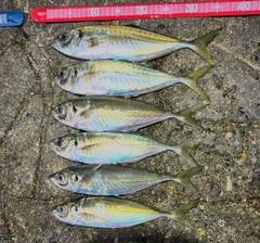 マアジの釣果