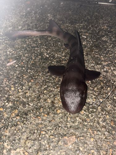 サメの釣果