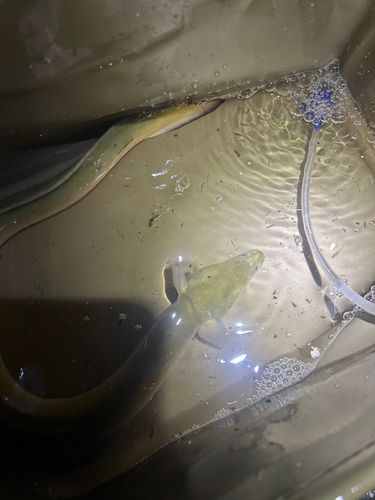 ウナギの釣果